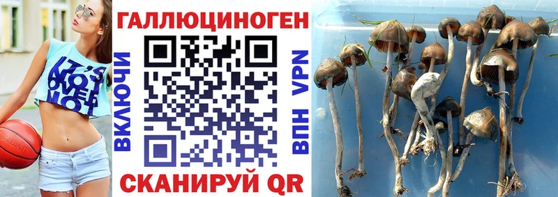Псилоцибиновые грибы GOLDEN TEACHER Ельня